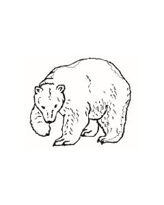 Bär - 2069