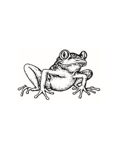 Frosch - D-845