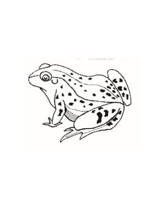 Frosch - 2079